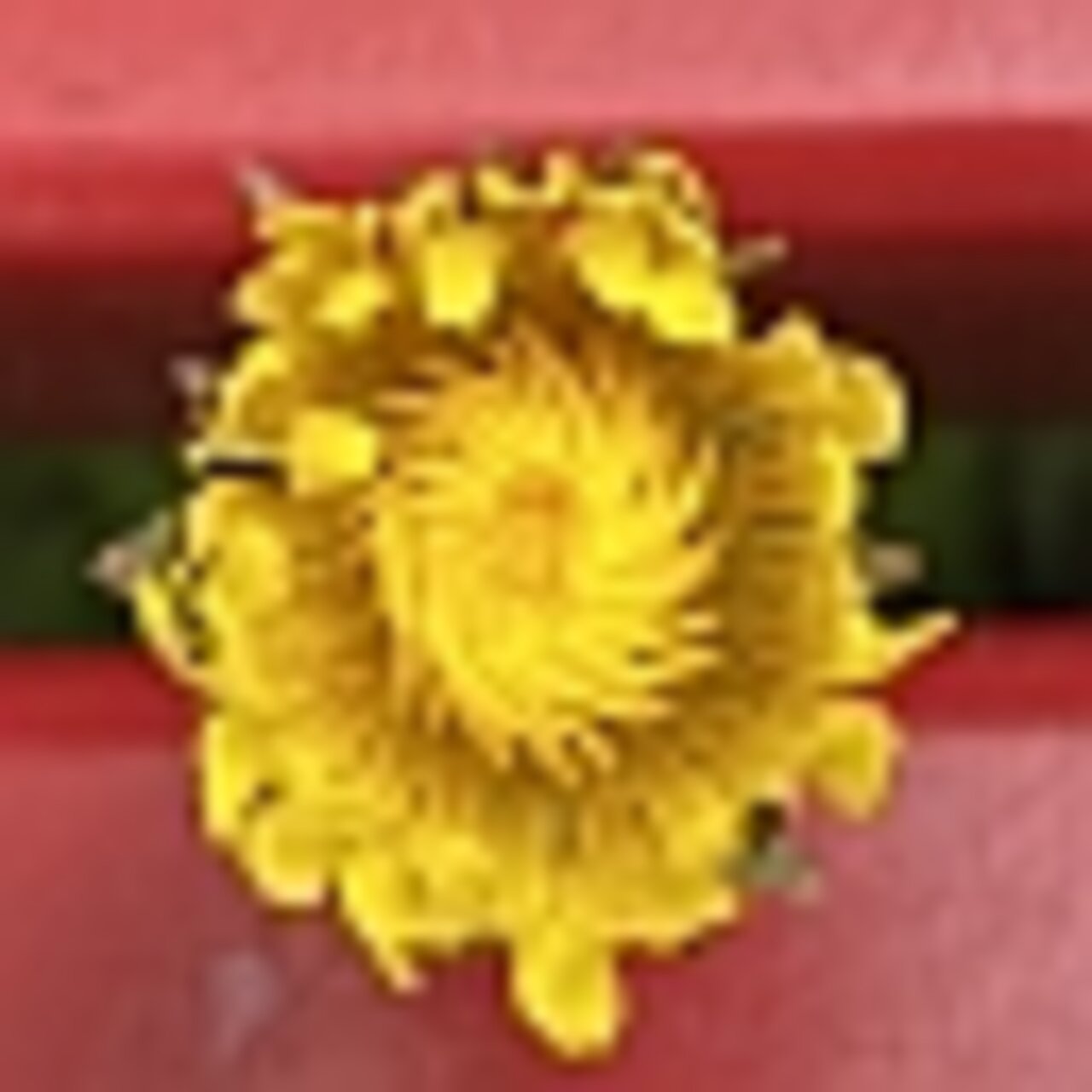 img_tombinoFlower